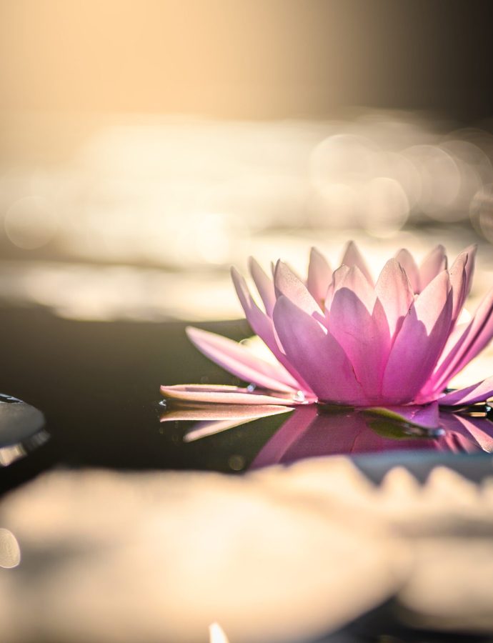 beautiful lotus flower on the water after rain in garden.